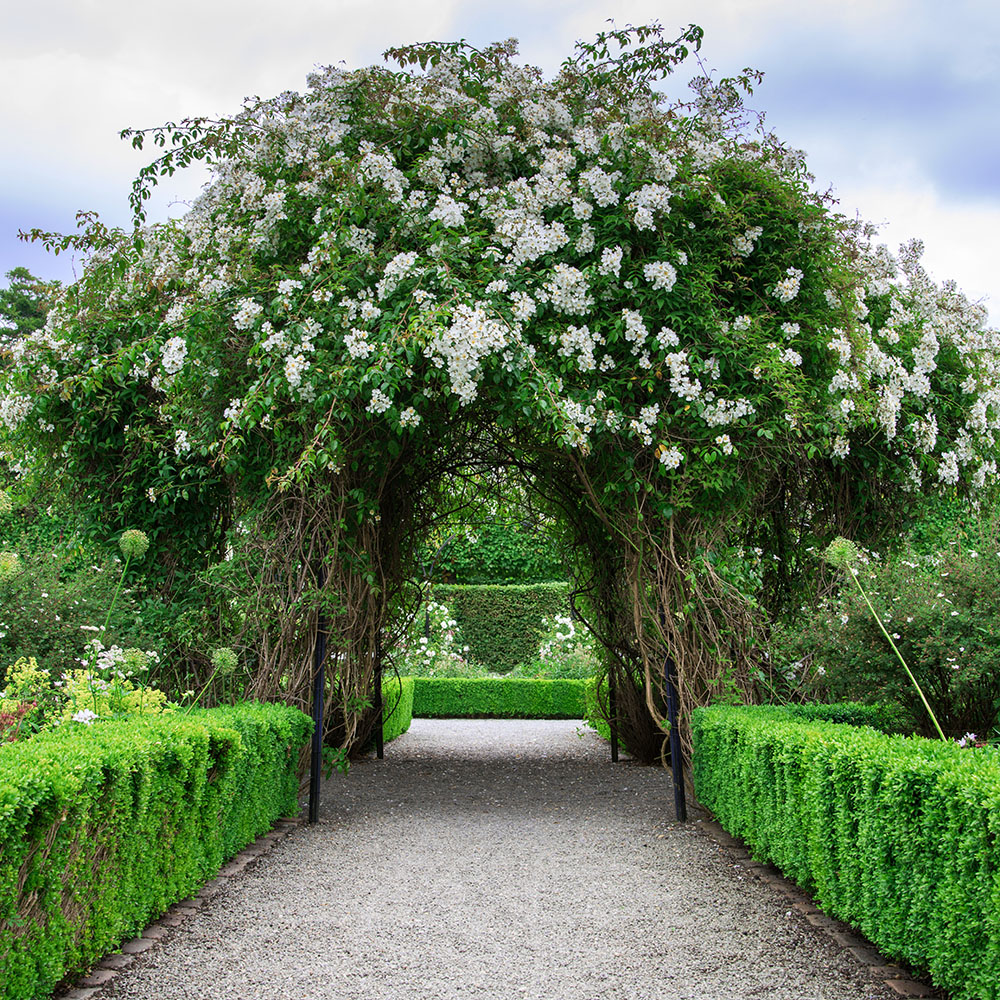 Tuinschilderijen met bomen en natuur